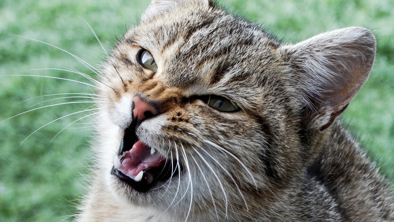 Cat Kitten Animals Pet Face Fur  - johannaschendel / Pixabay