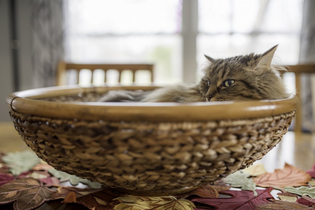 Cat Pet Maine Coon Feline Head  - jasongillman / Pixabay