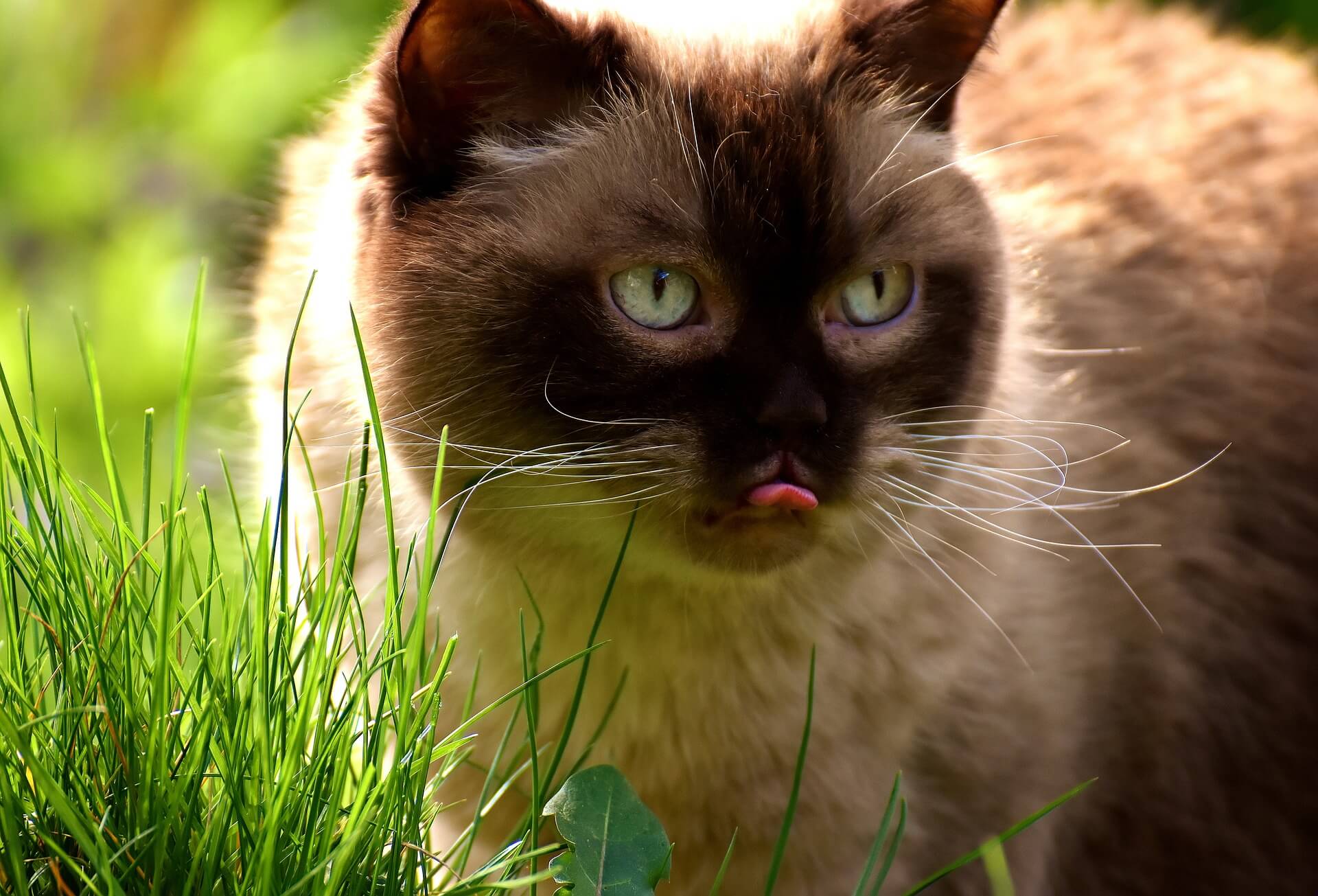 Quels sont les effets et les bienfaits de l'herbe à chat ?