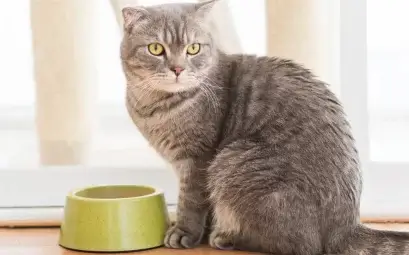 Combien de temps un chat peut il rester sans manger nouvelle