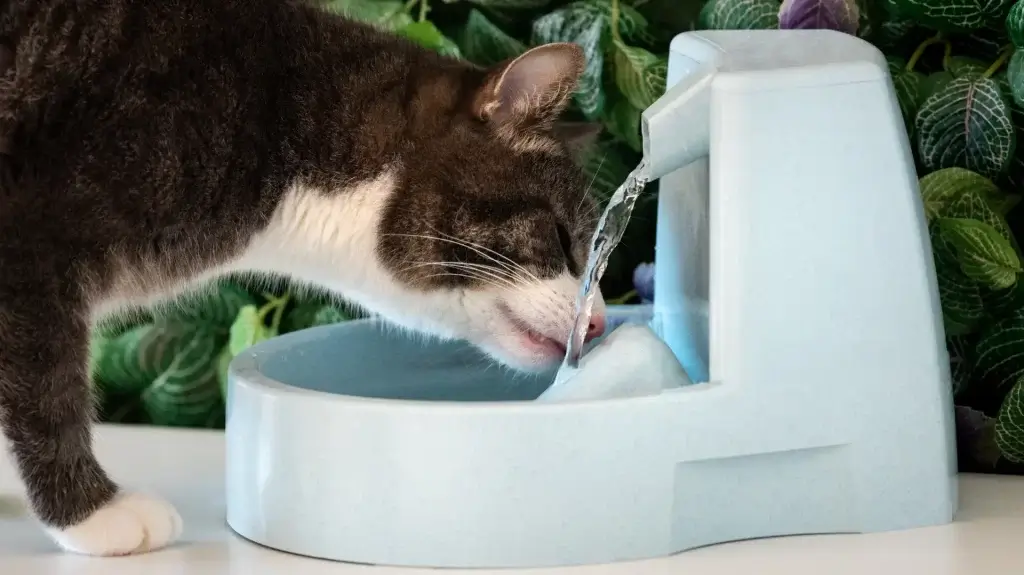 Comment savoir si mon chat boit beaucoup d'eau