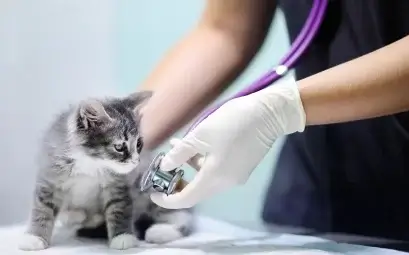 stérilisation chat prix