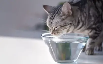 Mon chat boit beaucoup d’eau : Est-ce normal