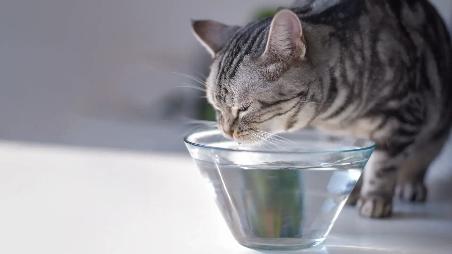 Mon chat boit beaucoup d’eau : Est-ce normal