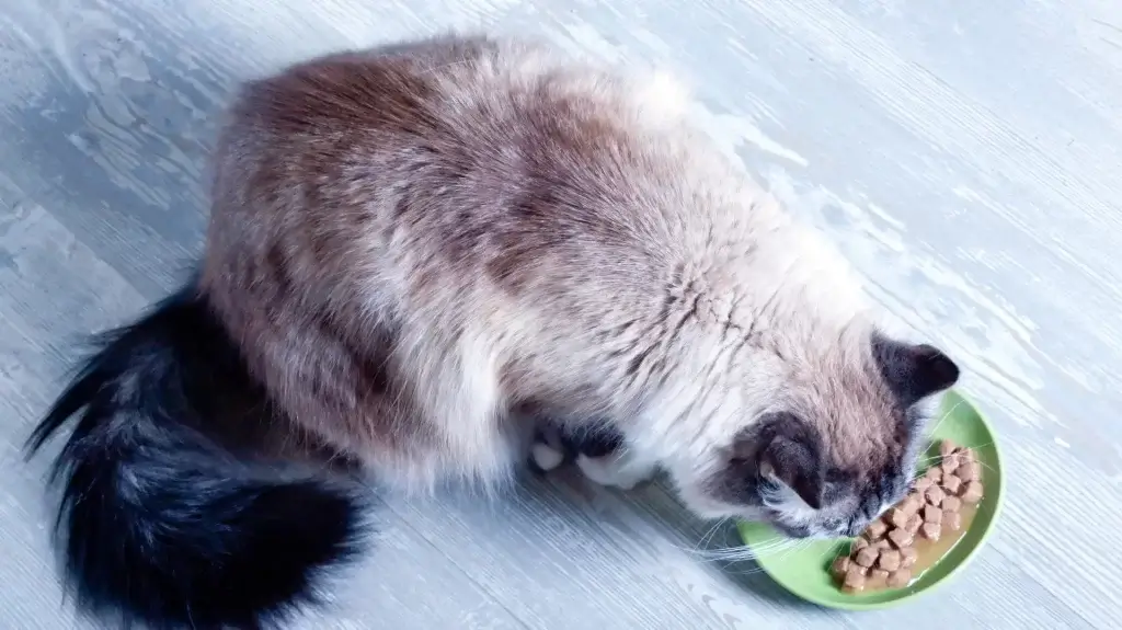 durée chat qui ne se nourrit pas