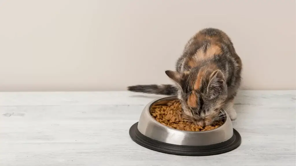 Quelles sont les causes qui font qu'un chat cesse de se nourrir