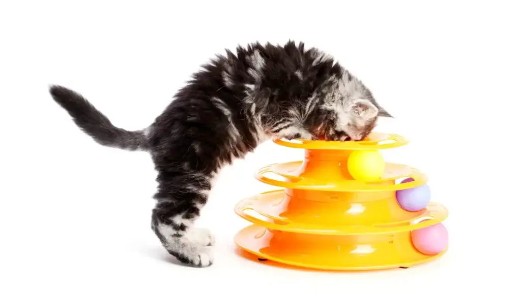 Les jouets pour chats à base de friandises