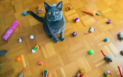 Quels jouets pour des chats d'appartement