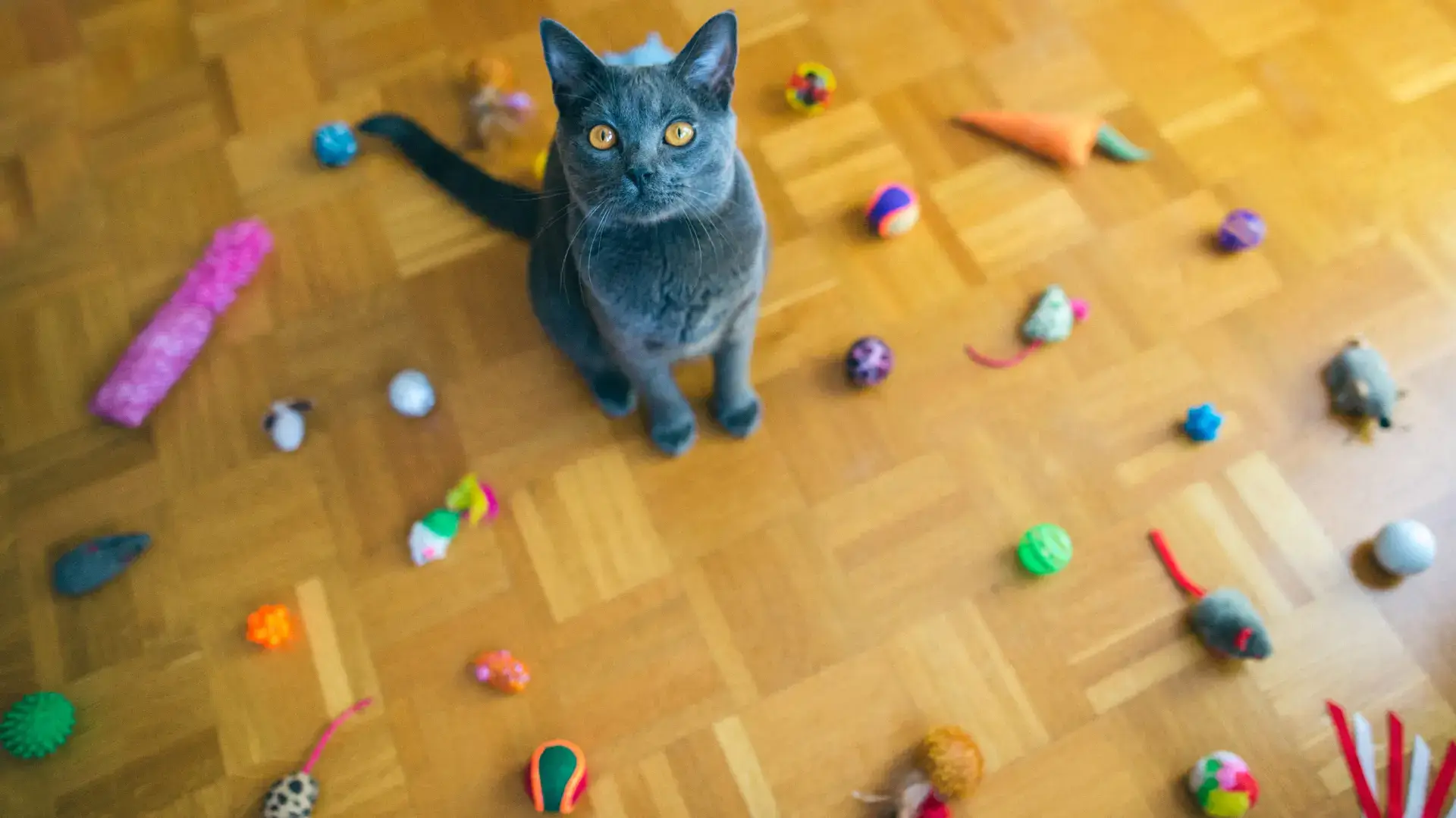 Quels jouets pour des chats d'appartement